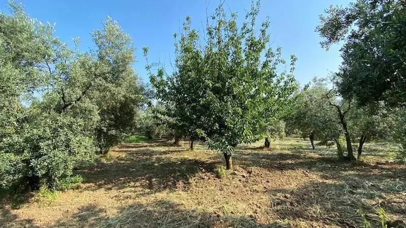 Gocek land